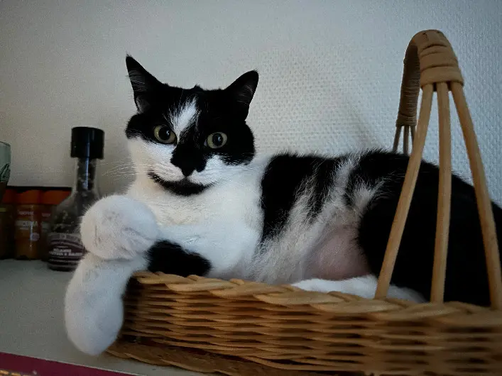 kat vermist D 51 36230 Sarzay kat lost D 51 36230 Sarzay