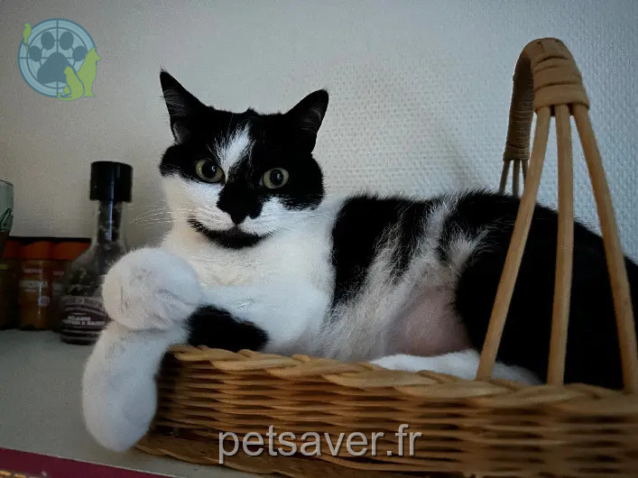 gatta persa D 51 36230 Sarzay gatta lost D 51 36230 Sarzay