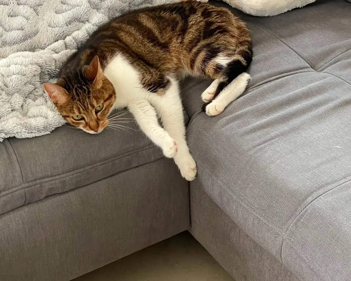 Chatte Perdue 36 Indre - Raiponce Chatte Perdue 36 Indre - Raiponce