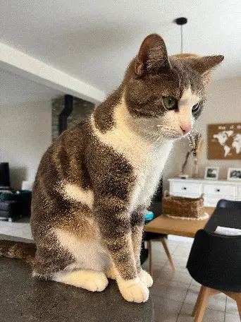 Chatte Perdue 36 Indre Chatte Perdue 36 Indre