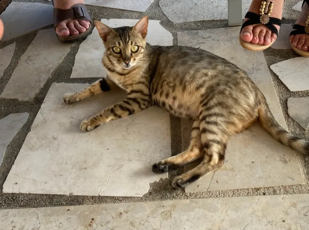 Chatte Perdue 36 Indre Chatte Perdue 36 Indre
