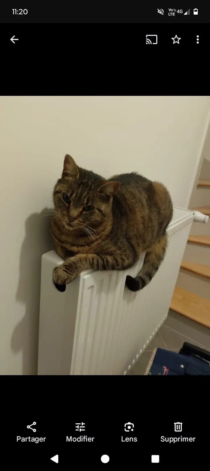 Chatte Perdue 36 Indre Chatte Perdue 36 Indre