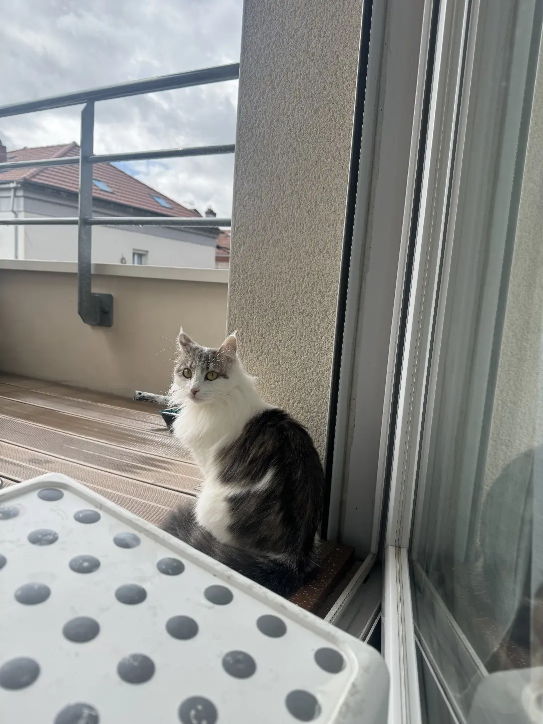 Chatte Perdue 36 Indre - Saphyr Chatte Perdue 36 Indre - Saphyr