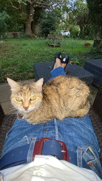 Chatte Perdue 36 Indre - Schitc Chatte Perdue 36 Indre - Schitc