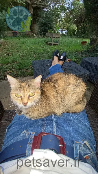 Chatte Perdue 36 Indre - Schitc Chatte Perdue 36 Indre - Schitc