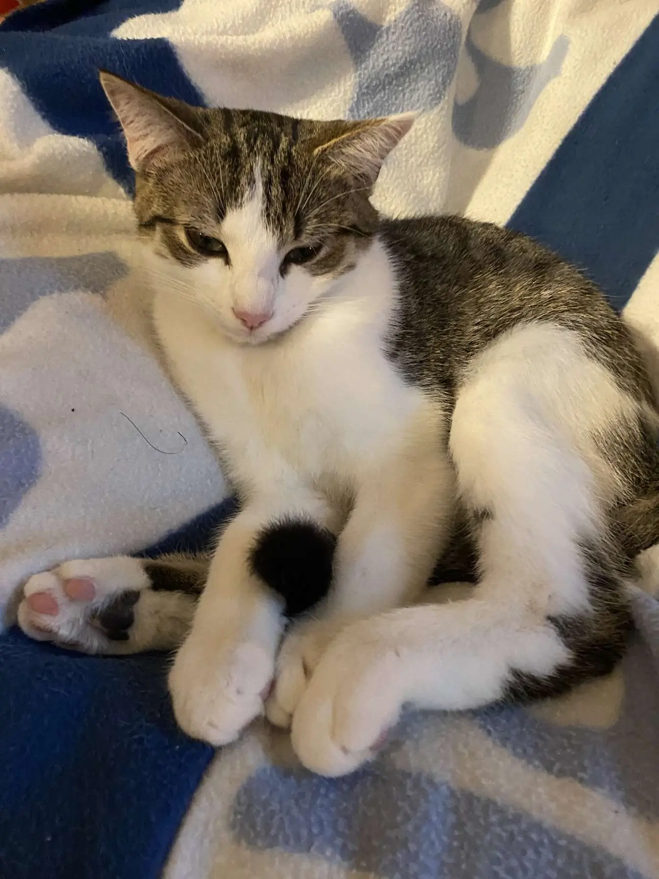Chatte Perdue 36 Indre - Sushi Chatte Perdue 36 Indre - Sushi