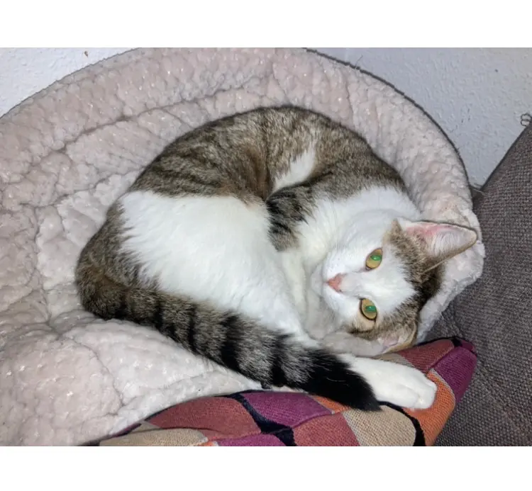 Chatte Perdue 36 Indre - Tia Chatte Perdue 36 Indre - Tia