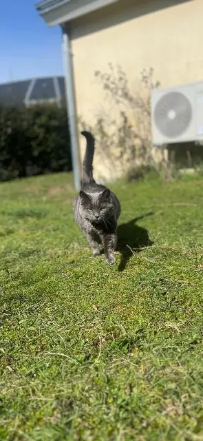 chatte lost   36130 Déols Trinity