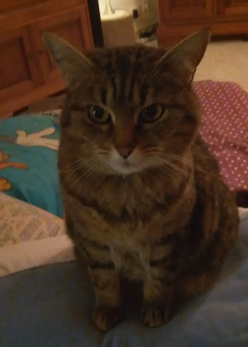 Chatte Perdue 36 Indre Chatte Perdue 36 Indre