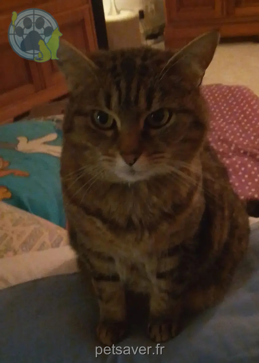 Chatte Perdue 36 Indre Chatte Perdue 36 Indre