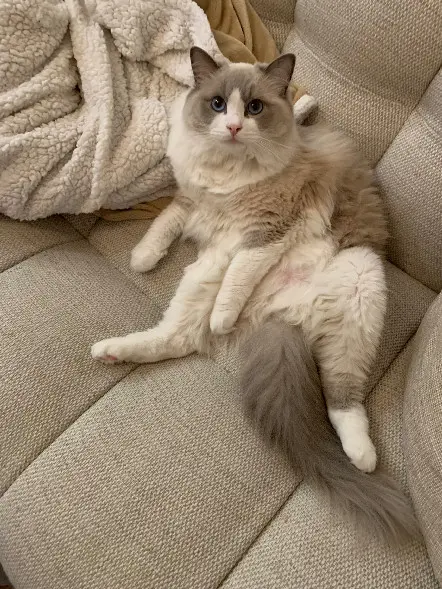 Chatte Perdue 36 Indre - Tumy Chatte Perdue 36 Indre - Tumy