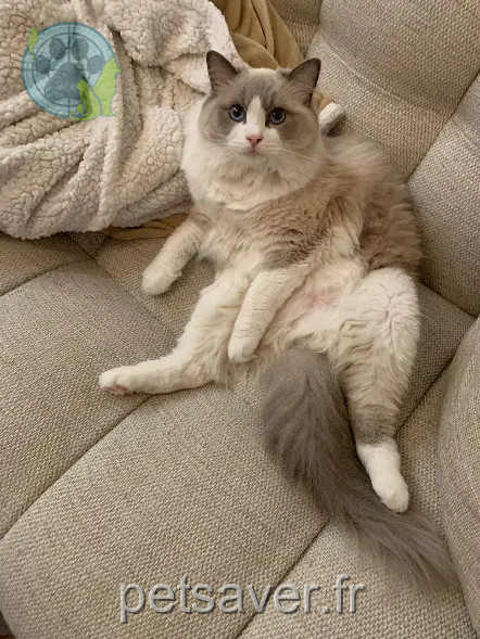 Chatte Perdue 36 Indre - Tumy Chatte Perdue 36 Indre - Tumy