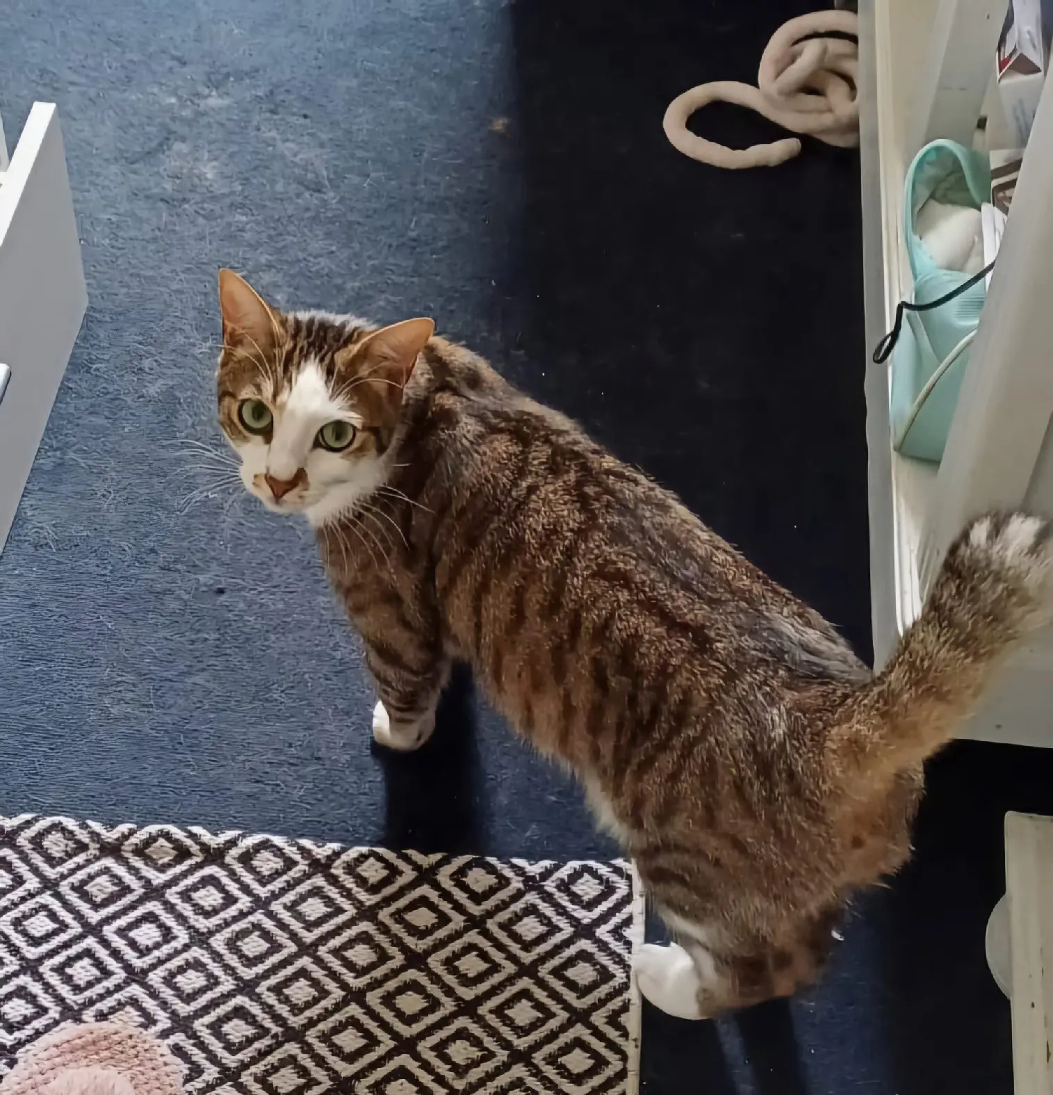 Katze vermisst D 51 36230 Sarzay Ulysse Katze lost D 51 36230 Sarzay Ulysse