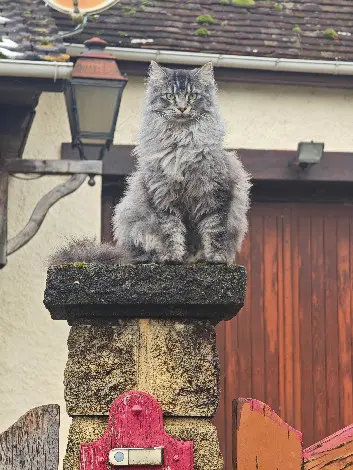 Chatte Perdue 36 Indre - Unter Chatte Perdue 36 Indre - Unter