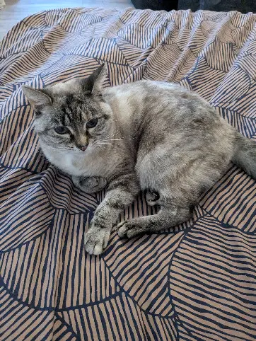 Chatte Perdue 36 Indre Chatte Perdue 36 Indre