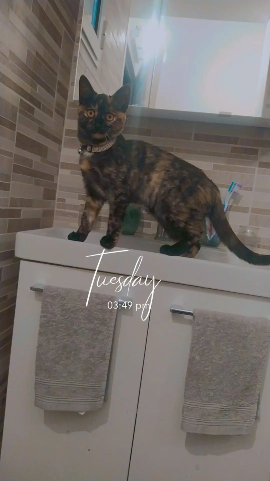 Chatte Perdue 36 Indre - Ushi Chatte Perdue 36 Indre - Ushi