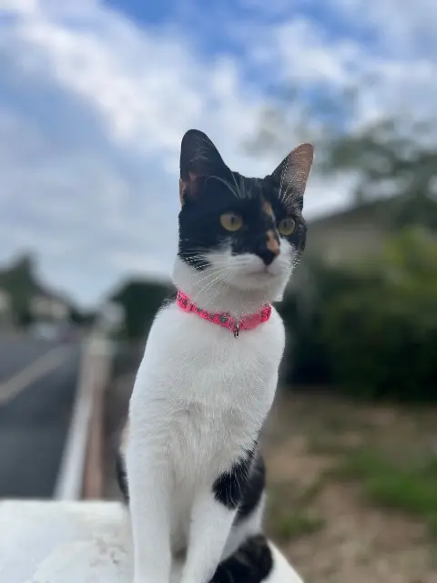 chatte lost   36100 Neuvy-Pailloux Vicky