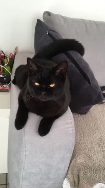 chatte lost    Villentrois-Faverolles-en-Berry Pandora