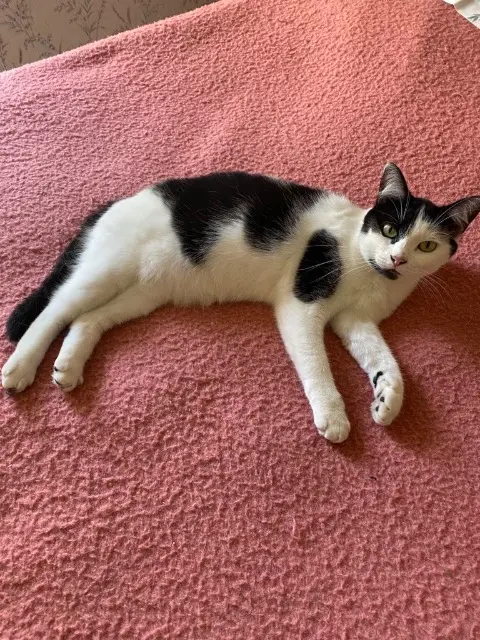 chatte lost   36120 Ambrault Virgule