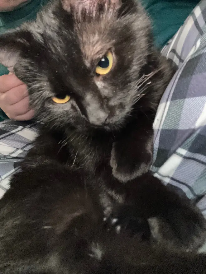 Chatte Perdue 36 Indre - Vodka Chatte Perdue 36 Indre - Vodka