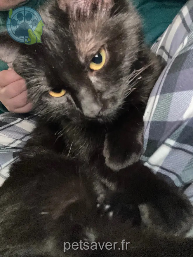 Chatte Perdue 36 Indre - Vodka Chatte Perdue 36 Indre - Vodka
