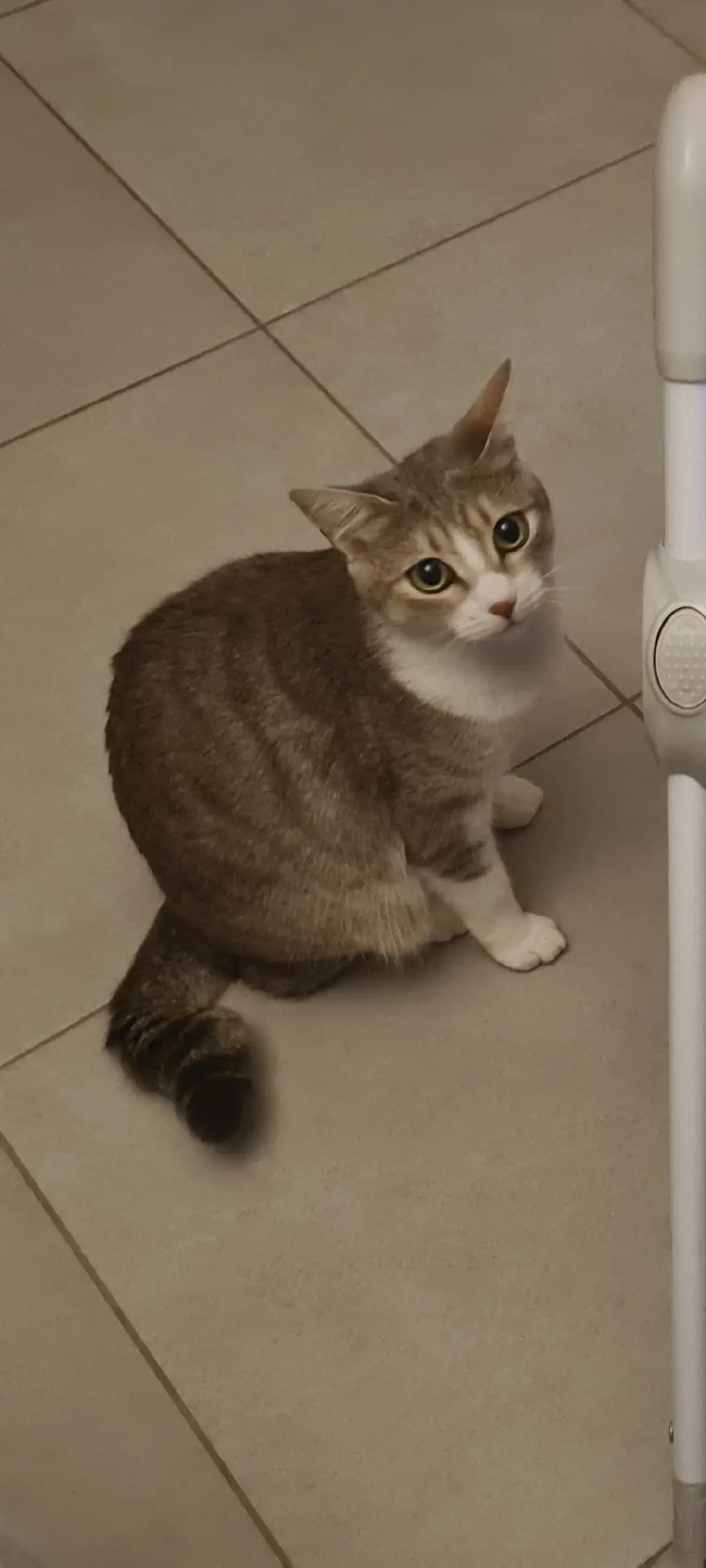 Chatte Perdue 36 Indre Chatte Perdue 36 Indre