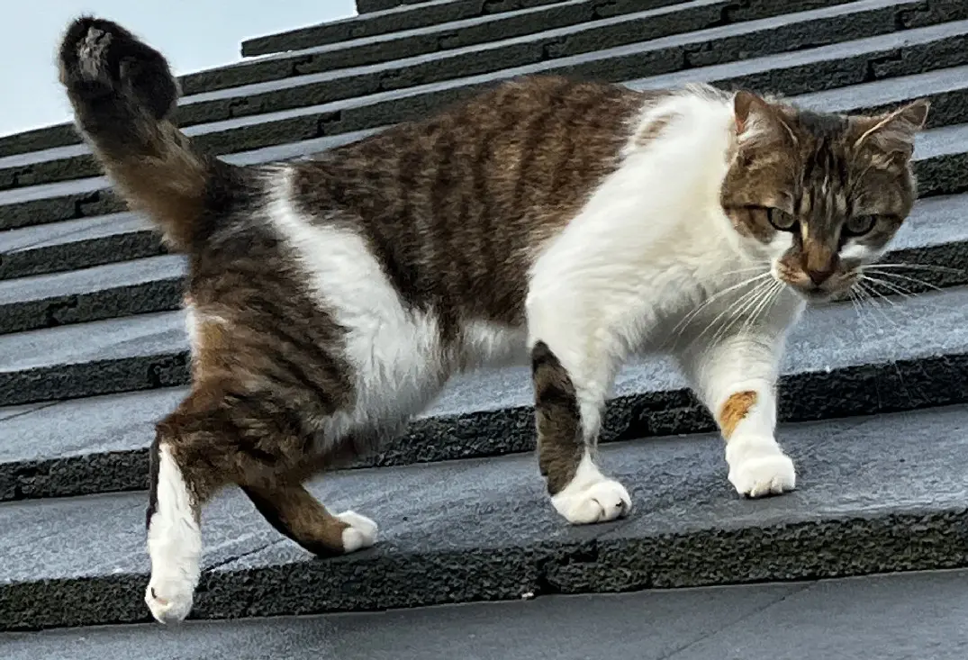 Chatte Perdue 36 Indre Chatte Perdue 36 Indre