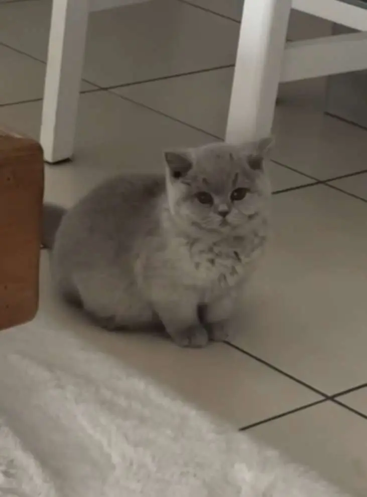 Chatte Perdue 36 Indre - Zaza Chatte Perdue 36 Indre - Zaza