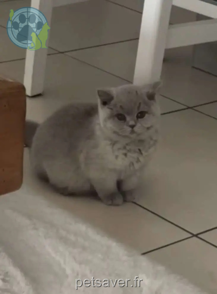 Chatte Perdue 36 Indre - Zaza Chatte Perdue 36 Indre - Zaza