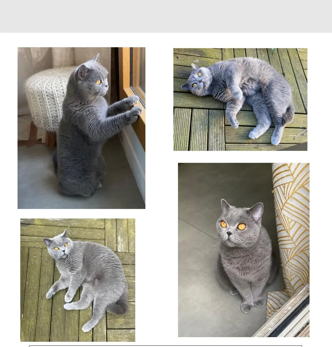 Chatte Perdue 36 Indre Chatte Perdue 36 Indre