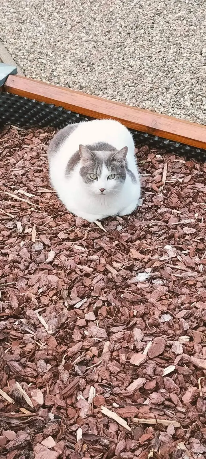 Chatte Perdue 36 Indre Chatte Perdue 36 Indre