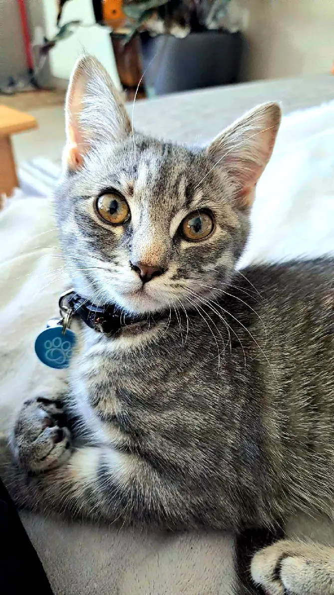 Chatte Perdue 36 Indre Chatte Perdue 36 Indre
