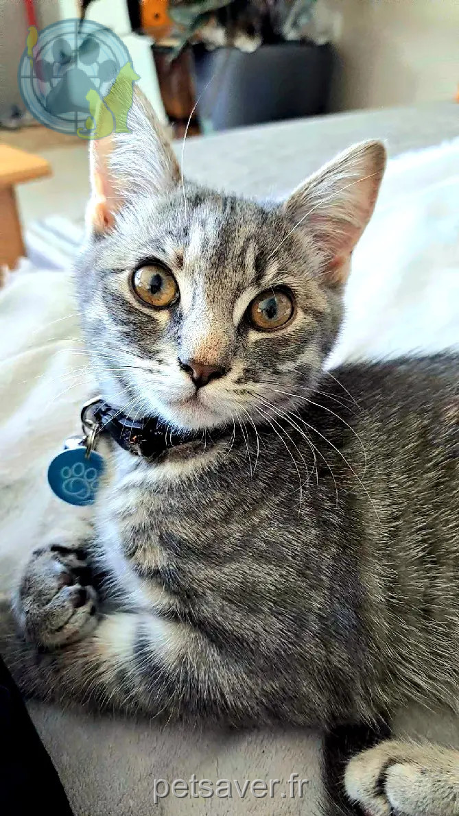 Chatte Perdue 36 Indre Chatte Perdue 36 Indre