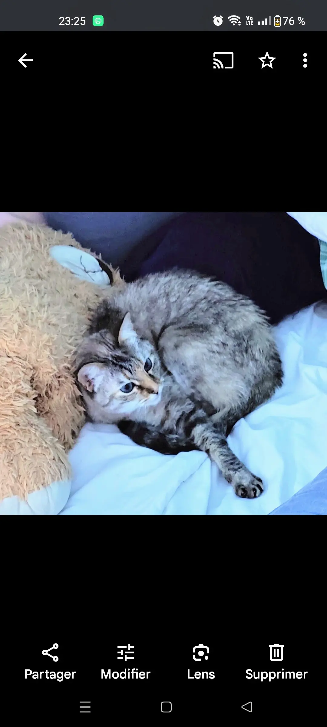 Chatte Perdue 36 Indre Chatte Perdue 36 Indre