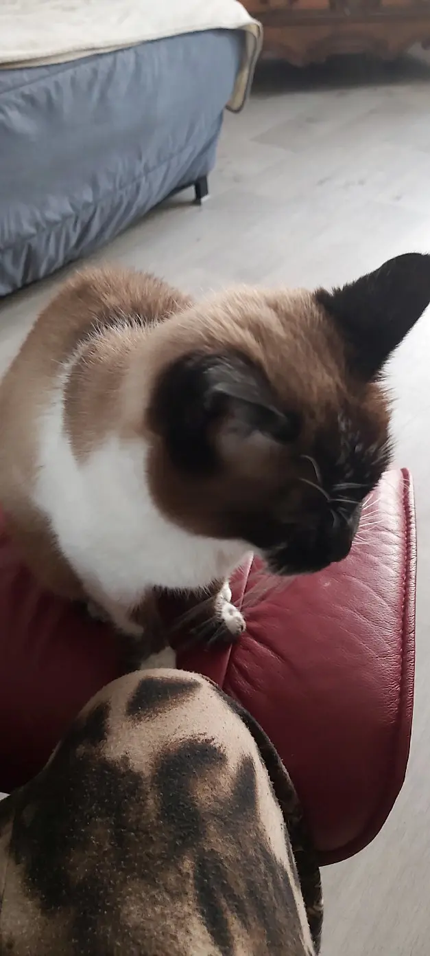 Chatte Perdue 36 Indre Chatte Perdue 36 Indre