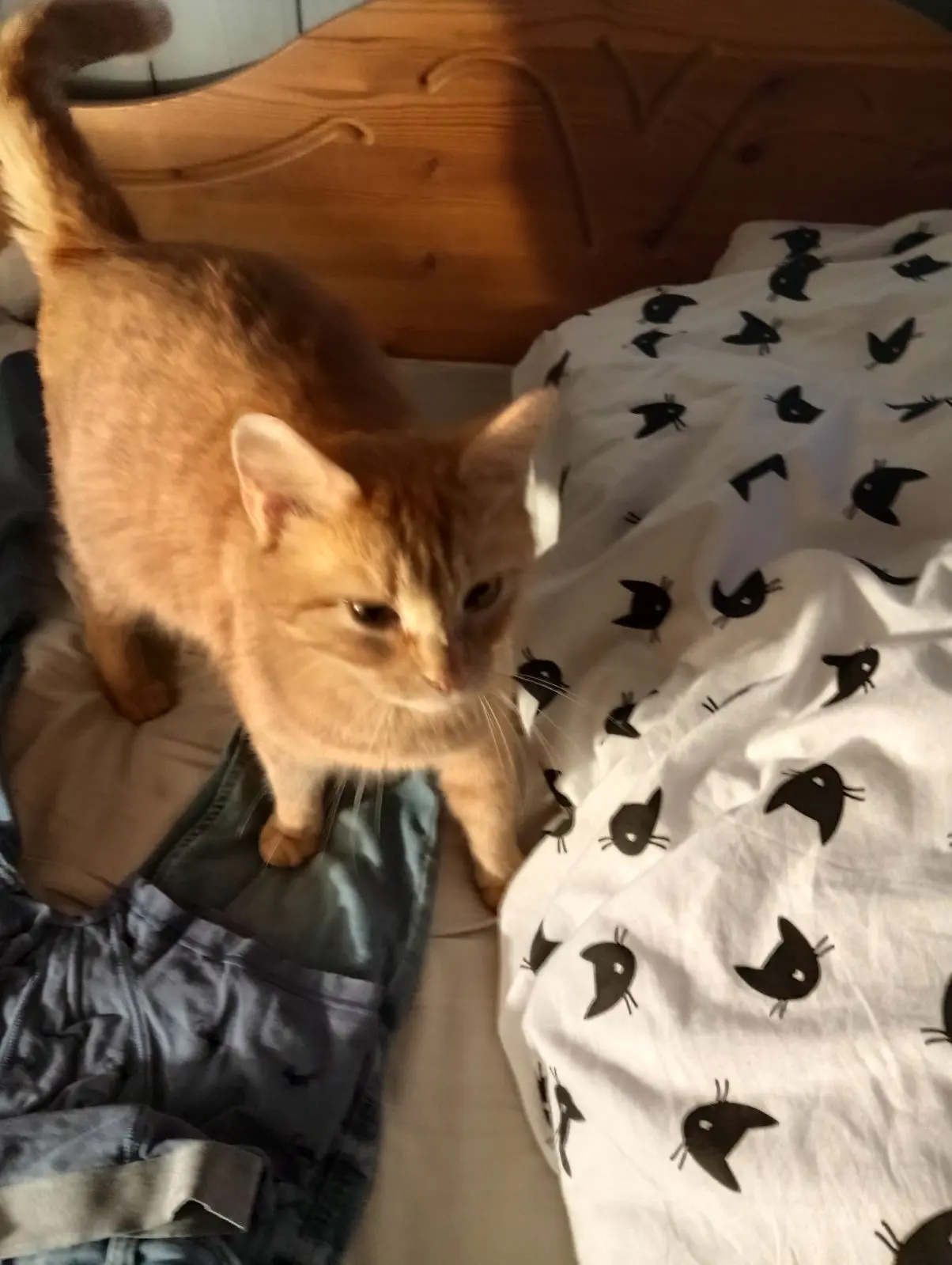 chatte perdue D 51 36230 Sarzay chatte lost D 51 36230 Sarzay