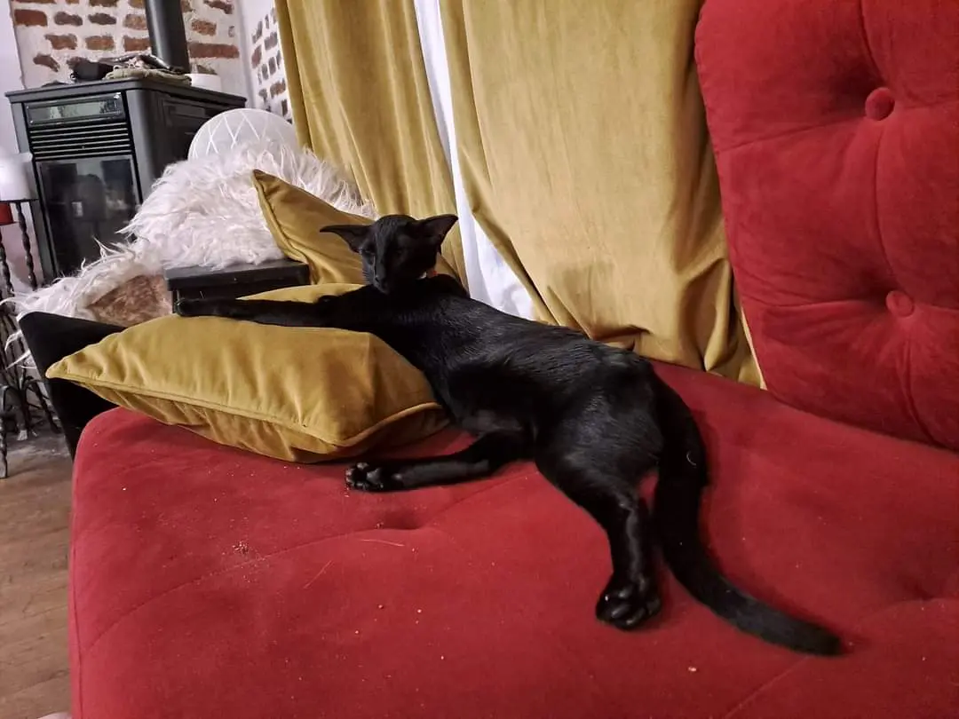 Chatte Perdue 36 Indre Chatte Perdue 36 Indre