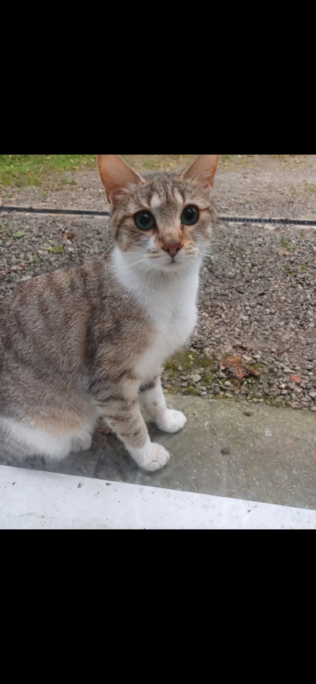 Chatte Perdue 36 Indre Chatte Perdue 36 Indre