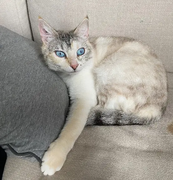 kat vermist D 51 36230 Sarzay kat lost D 51 36230 Sarzay
