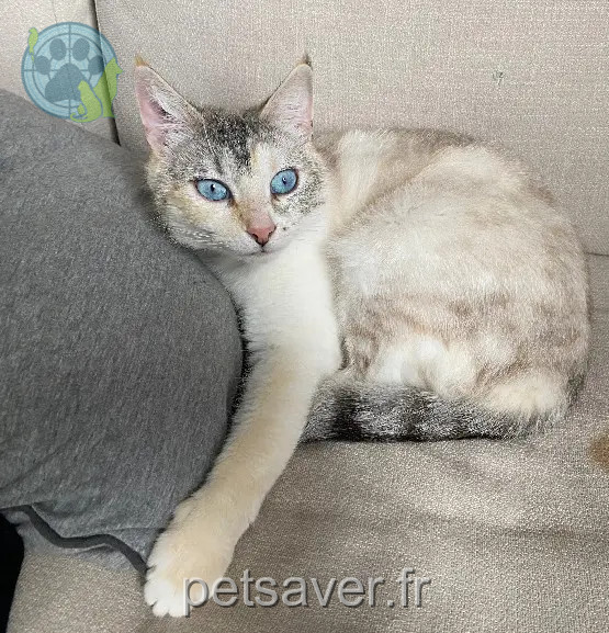 gata perdida D 51 36230 Sarzay gata lost D 51 36230 Sarzay