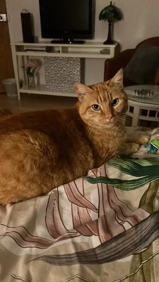 chatte perdue D 51 36230 Sarzay chatte lost D 51 36230 Sarzay