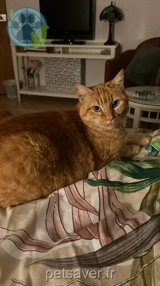 Katze vermisst D 51 36230 Sarzay Katze lost D 51 36230 Sarzay