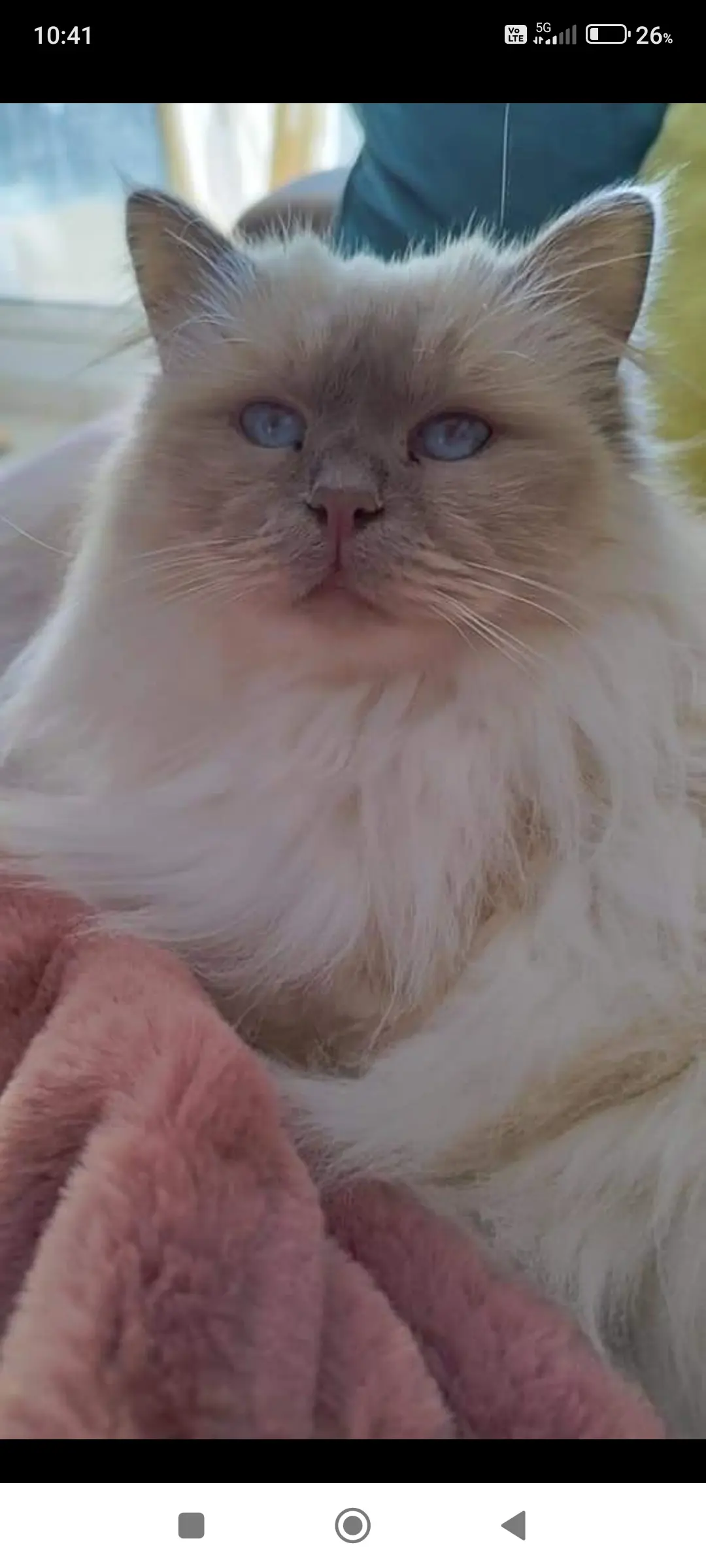 Chatte Perdue 36 Indre Chatte Perdue 36 Indre