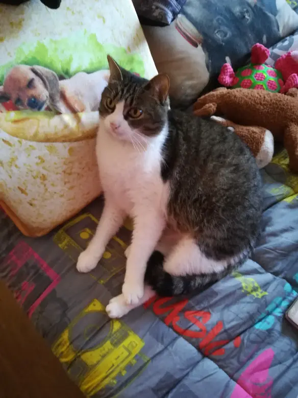 Chatte Perdue 36 Indre Chatte Perdue 36 Indre