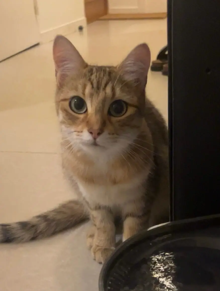 cat lost D 51 36230 Sarzay cat lost D 51 36230 Sarzay