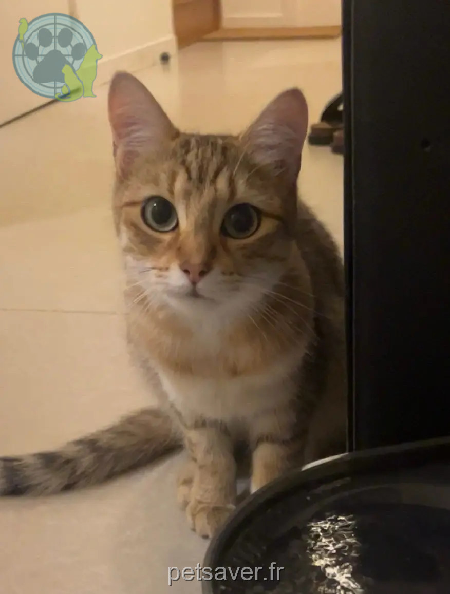 gatta persa D 51 36230 Sarzay gatta lost D 51 36230 Sarzay