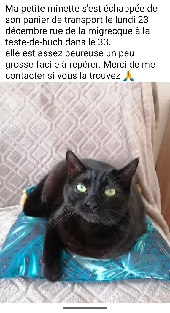 chatte lost  D 51 36230 Sarzay 