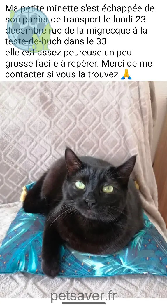 chatte perdue D 51 36230 Sarzay chatte lost D 51 36230 Sarzay