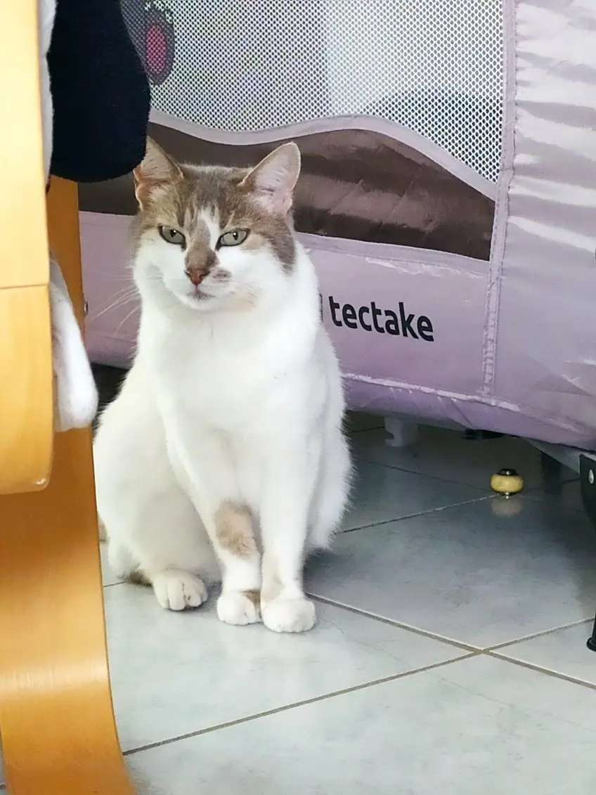 Chatte Perdue 36 Nord - Bridget Chatte Perdue 36 Nord - Bridget