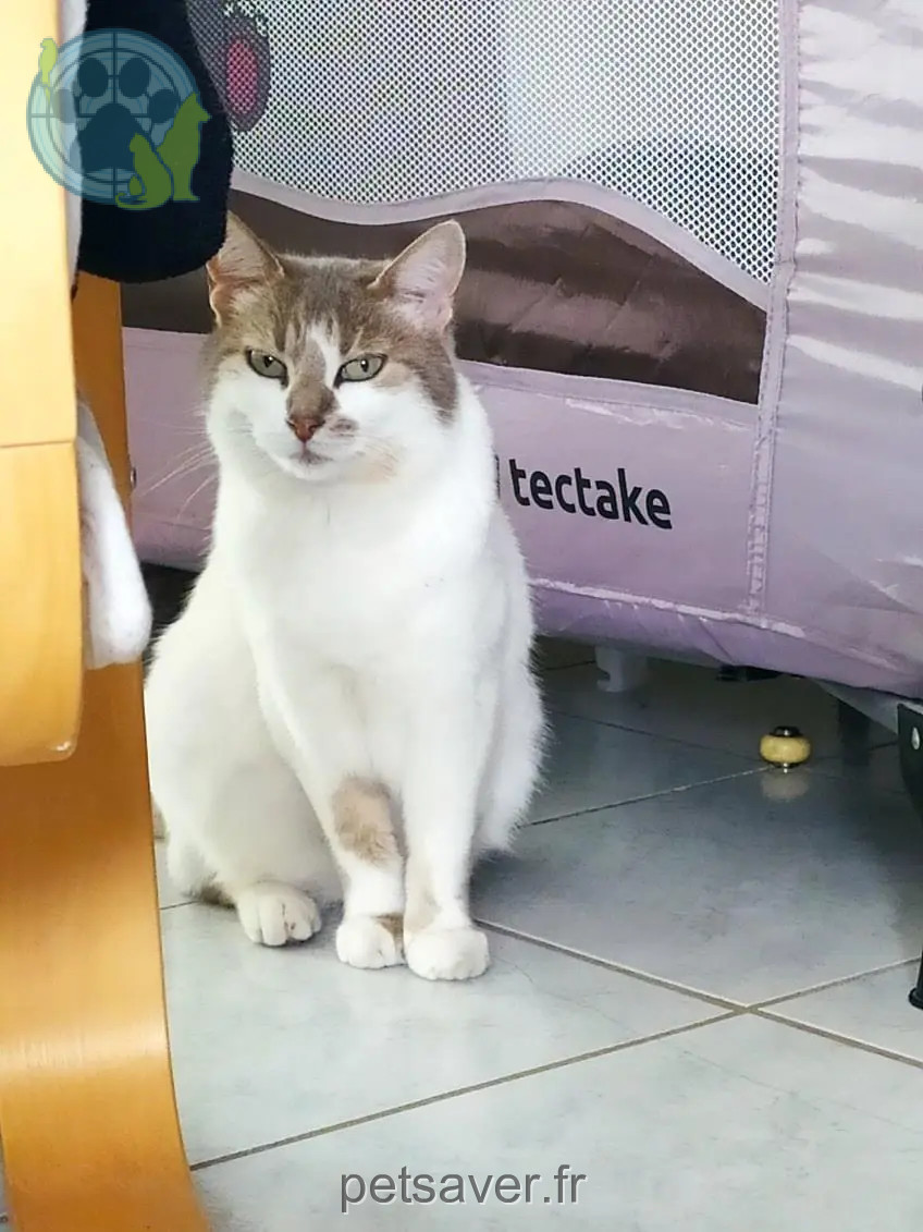 Chatte Perdue 36 Nord - Bridget Chatte Perdue 36 Nord - Bridget